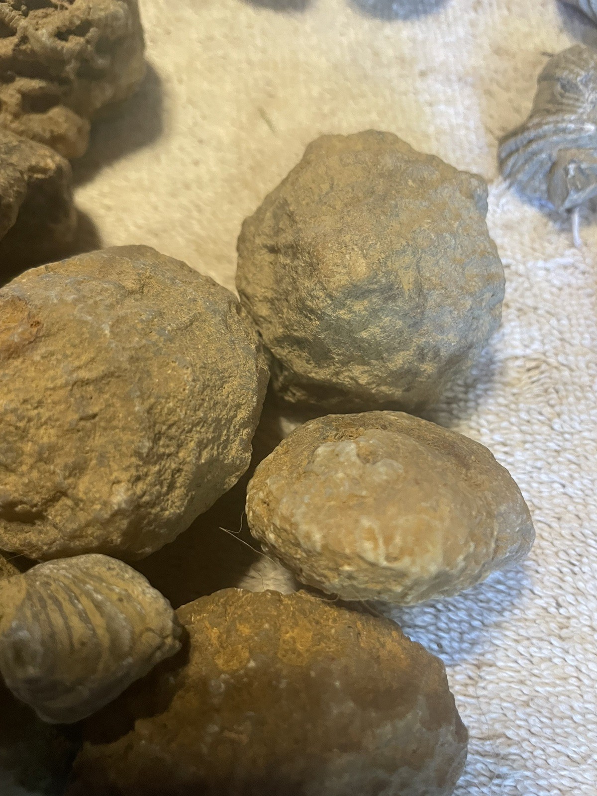 26-VARIOUS KENTUCKY FOSSILS. NICE ONES. 1” TO 2 1/2”.