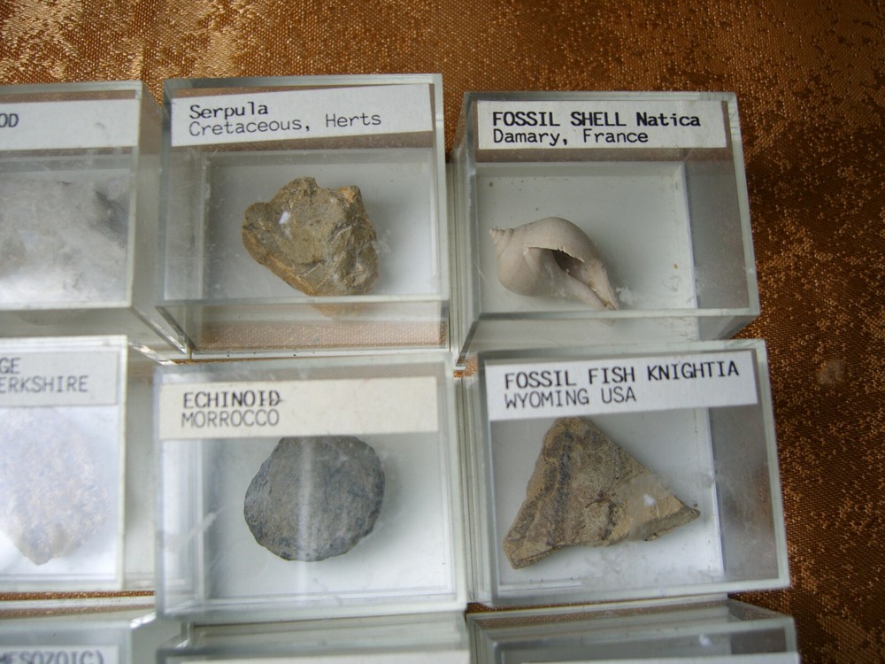 Fossils collection, mesozoic, cretacious, eocen, cased