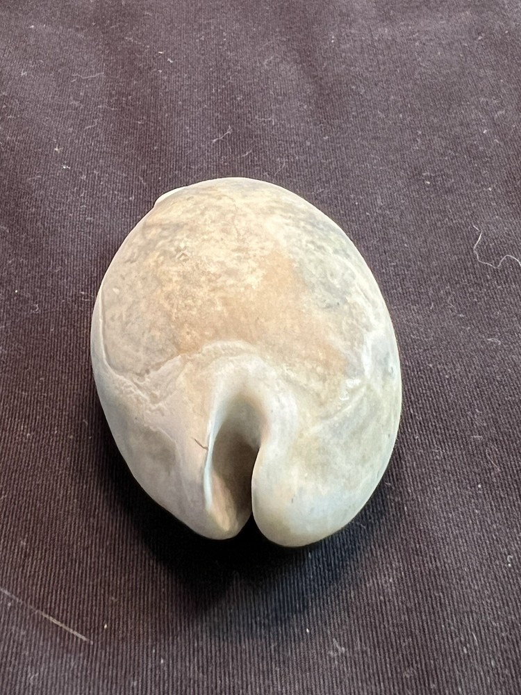Extinct COWRIE ( Pseudadusta Juyingae ) From Central Florida