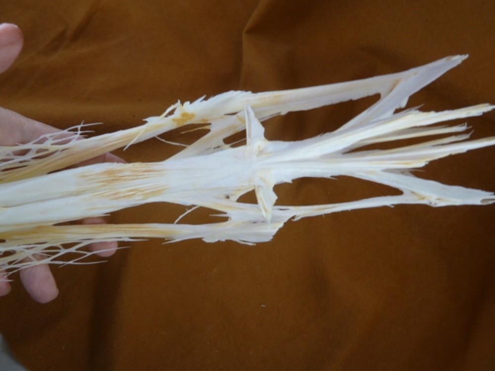 W3-q) 24" Paddlefish skeleton head bill Polyodon spathula spoonbill paddle fish