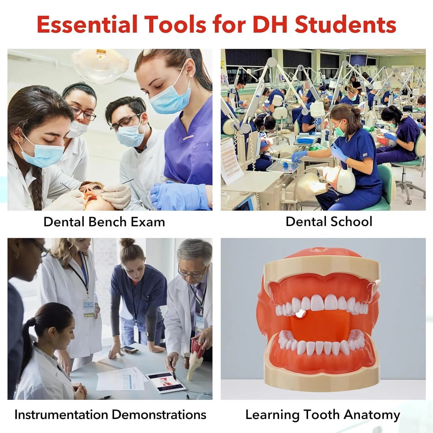 Dental Typodont Mounting Pole & 32 Removable Teeth Model Set - 360° Rotating USA