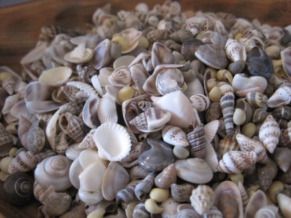 Tiny Mixed Shells (1 cup - 250+) Craft Shells, Tiny Shells, Natural, Supply