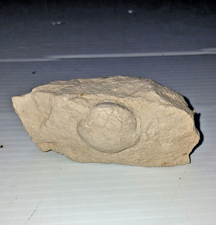 Turtle Egg Fossil?