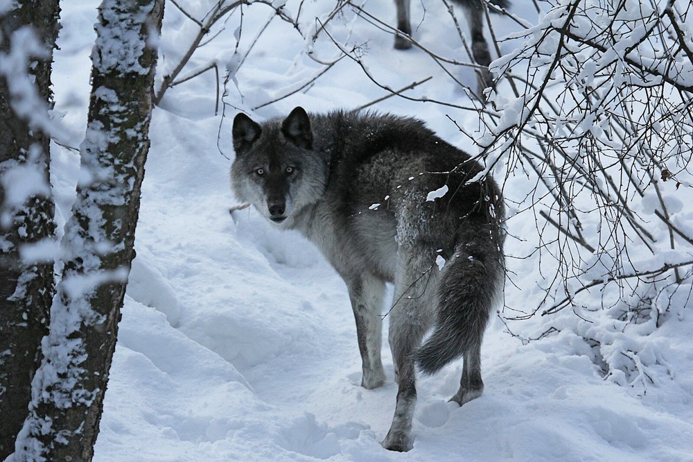 Wolf - Vol. 2 Taxidermy Reference Photo Cd