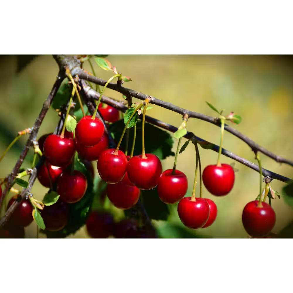 3 Ft. - 4 Ft. Tall Bare-Root Montmorency Pie Cherry Tree