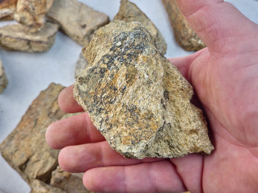 Lance Formation Dinosaur Bone Projects (Triceratops Frill?) - WY