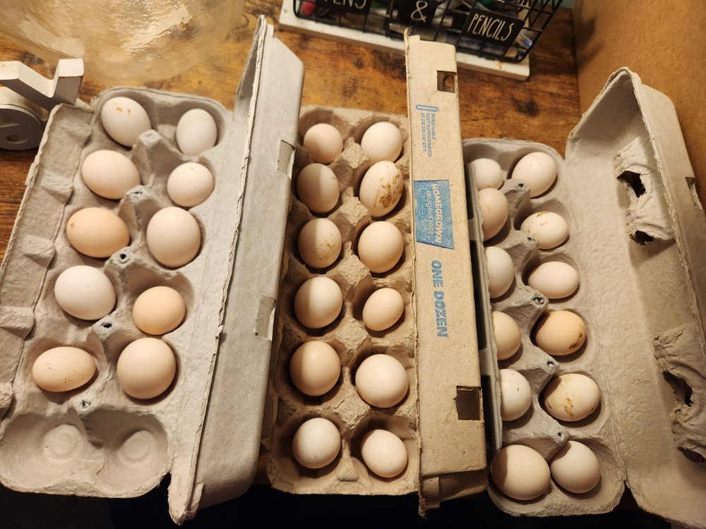 10 +2 Micro Kikiriki Serama Hatching Eggs 4H Projects Teacup chickens