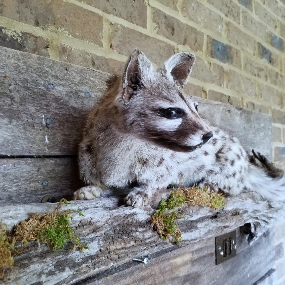 Genet on Pine Branch