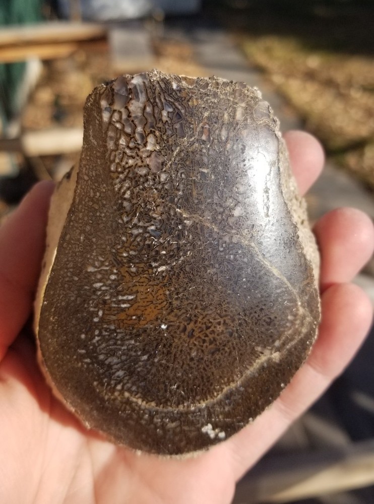Nice Stegosaurus Vertebra Agatized Split Polished Multicolor Solid Morrison 2+Lb