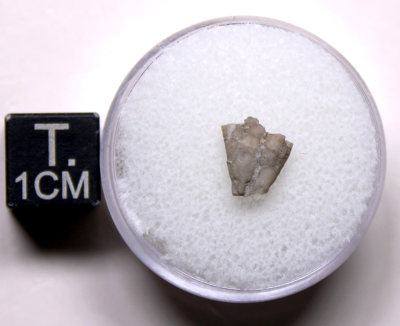 Dendrocrinus Crinoid Fossil Ordovician Kentucky Lexington Limestone