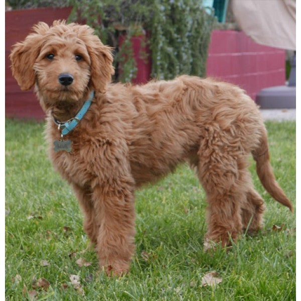 Goldendoodle Leather Dog Keychain