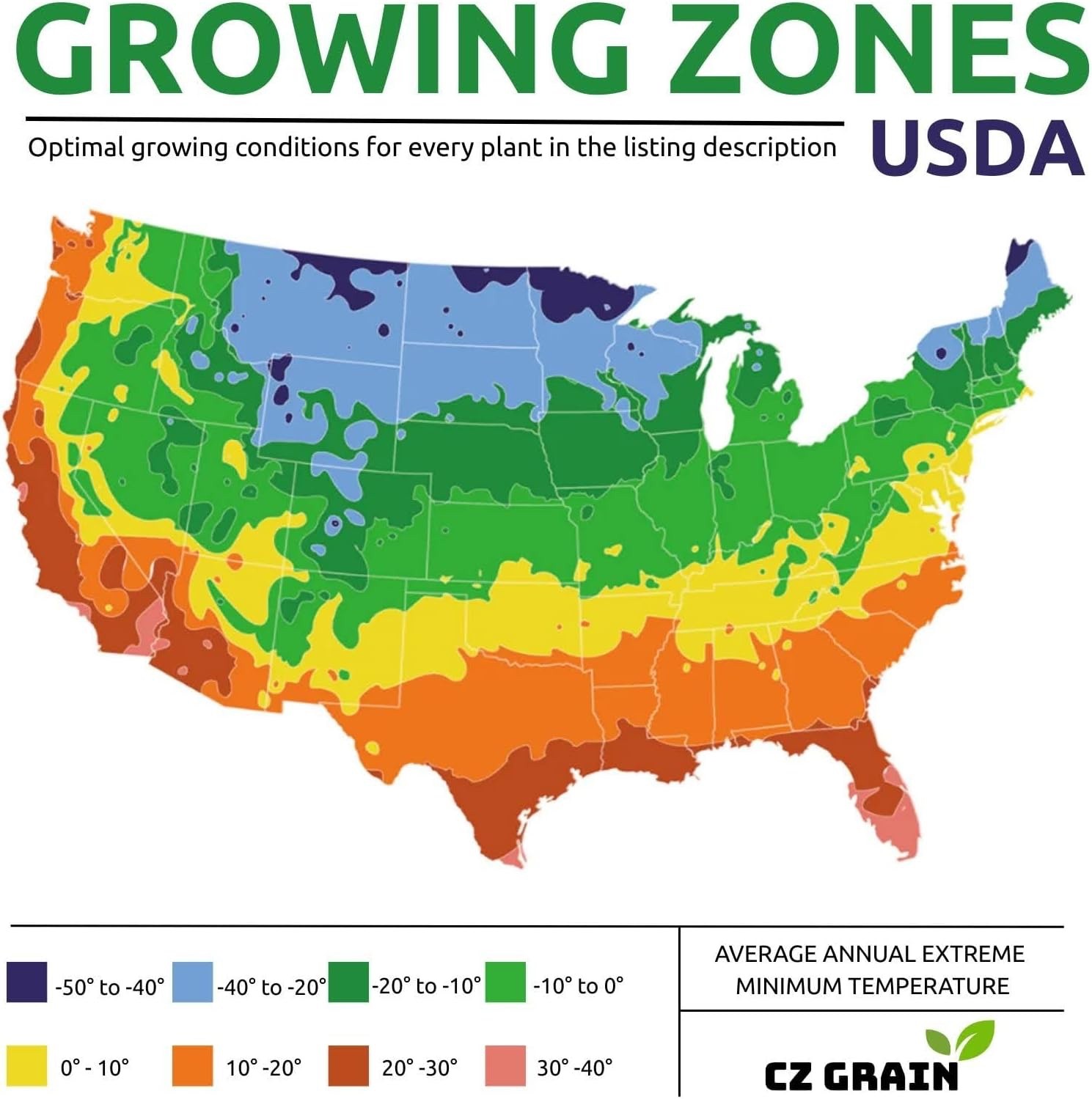 Blue Angel Giant Hosta Plant for Growing - Hosta Plant - Perennial 3 Roots