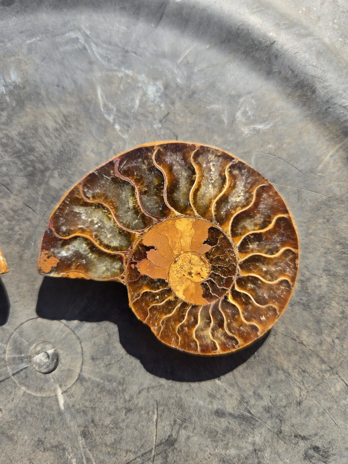 Ammonite Fossil Pair From Madagascar
