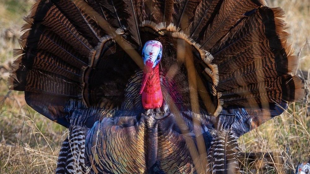 Wiley Tom 2D Gobbler Decoy (Closeout)