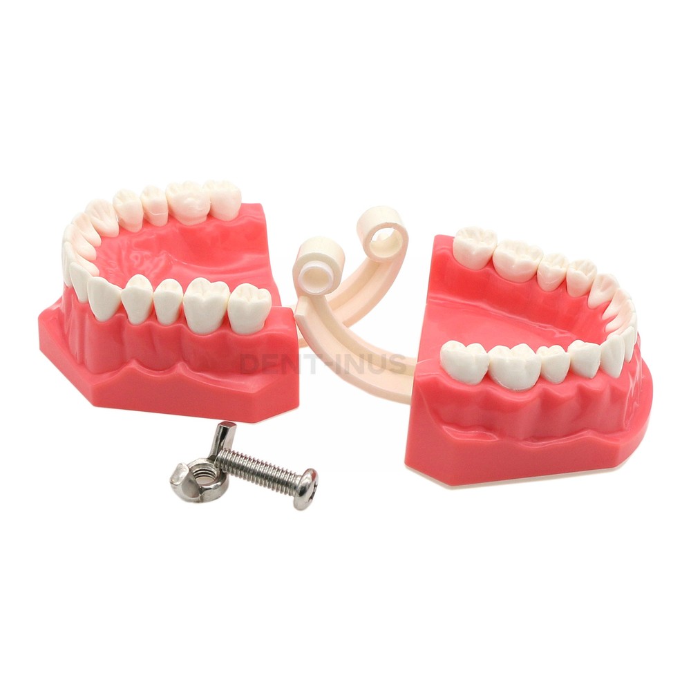 US Dental Teeth Typodont Model for Brushing Flossing Practice Teaching Study
