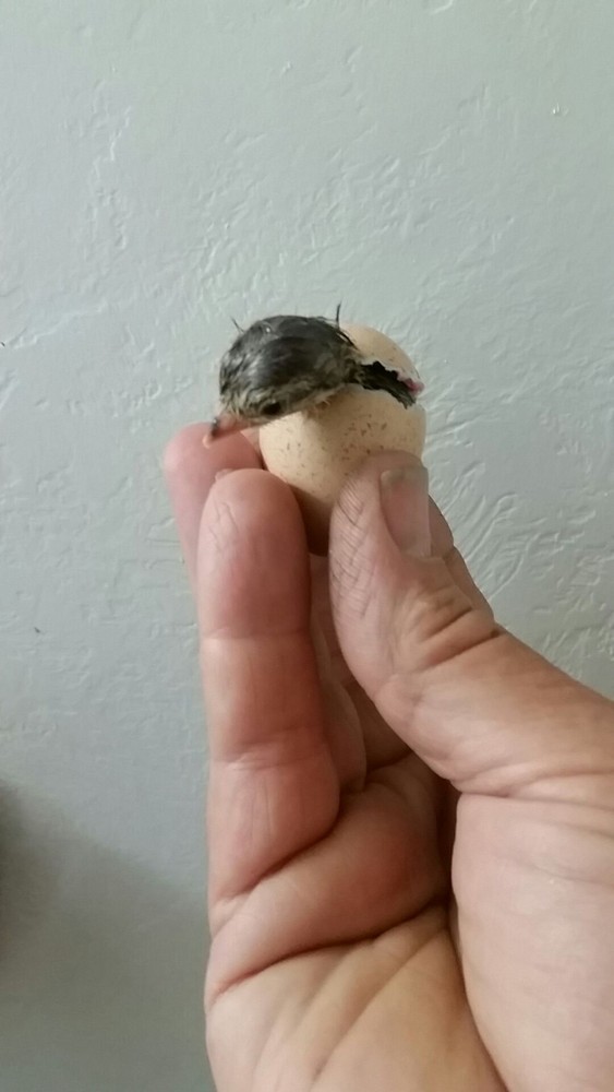 Chukar Partridge Hatching Eggs 6 Total