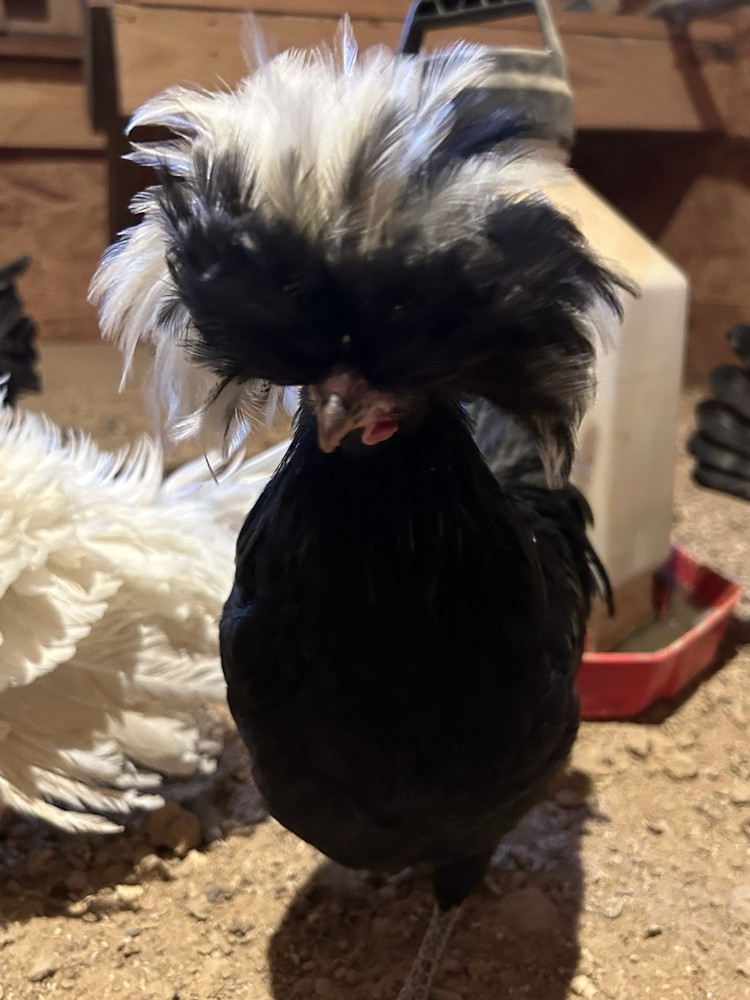 Fertile Polish Hatching Eggs +6