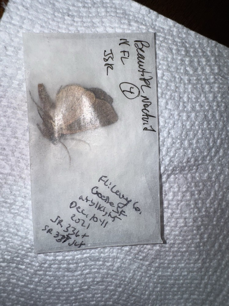 JSR Beautiful Noctuid Moth #4