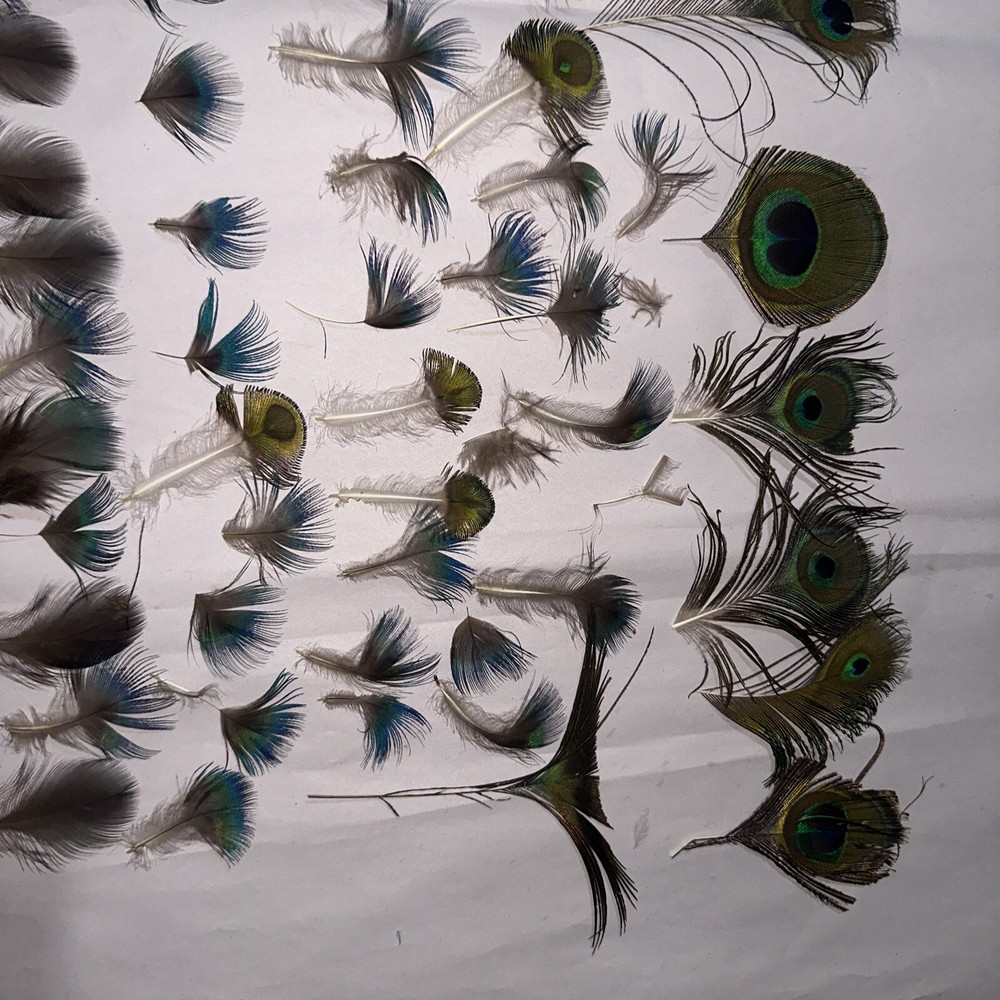 80 pc peacock feathers lot ref #2206