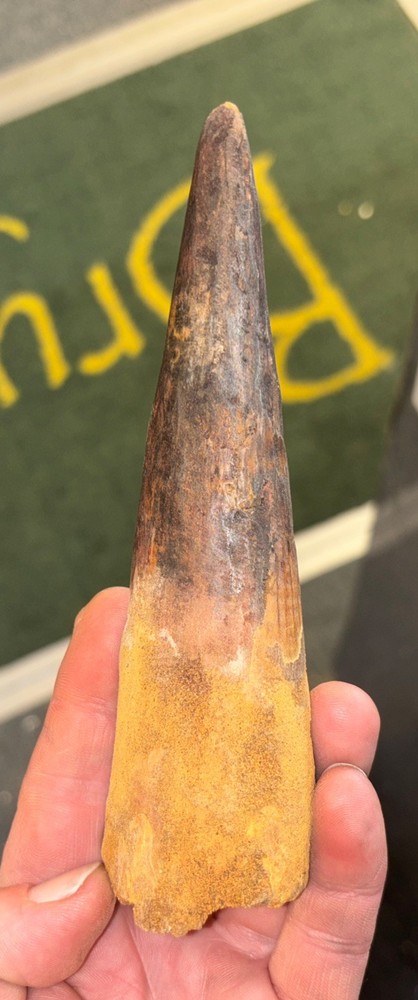 Authentic 6” Spinosaurus Tooth Fossil