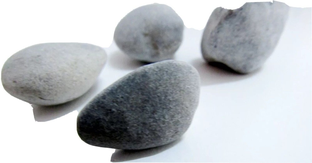 BIVALVE FOSSIL - CLAM