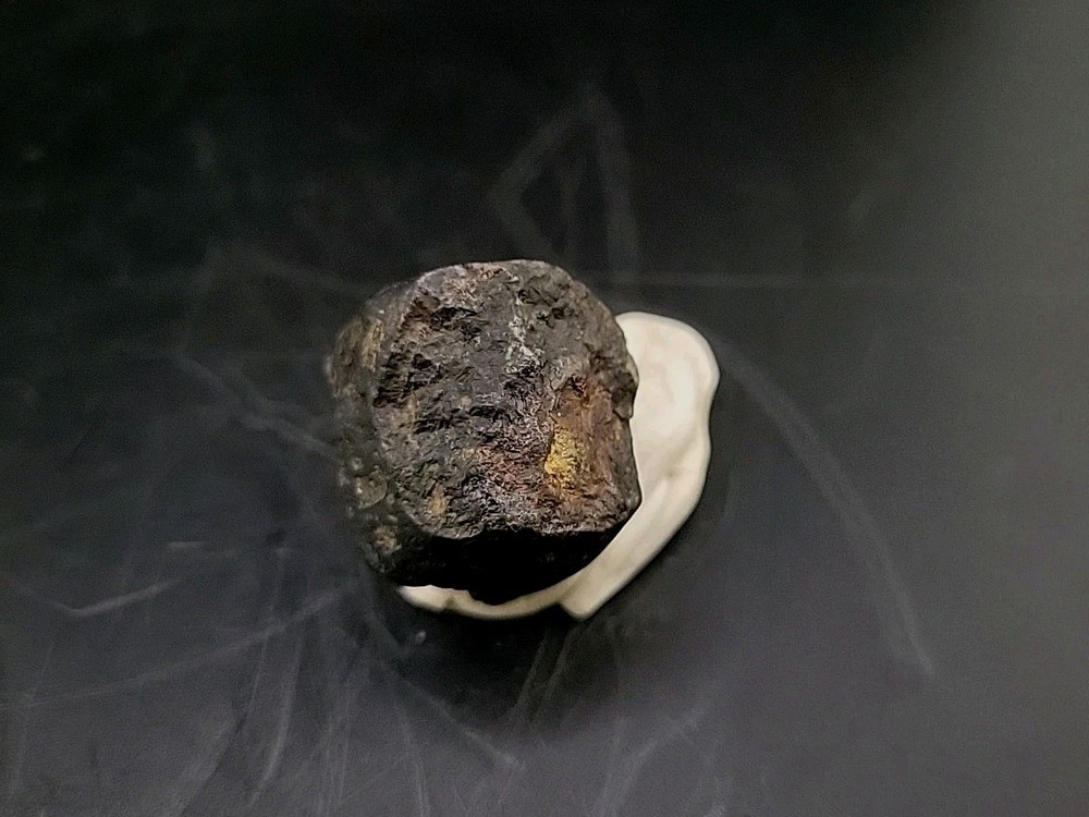 Fossil Dinosaur Tooth Unknown Species