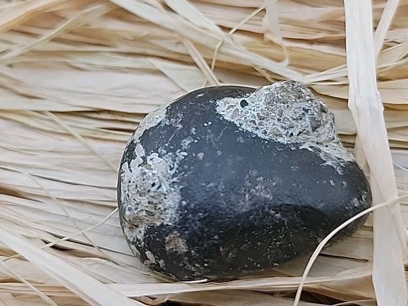 Real Permineralized Reptile Egg Fossil