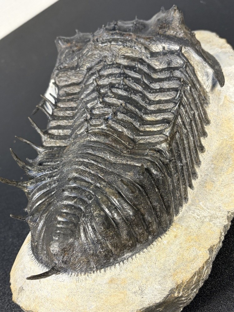 trilobite