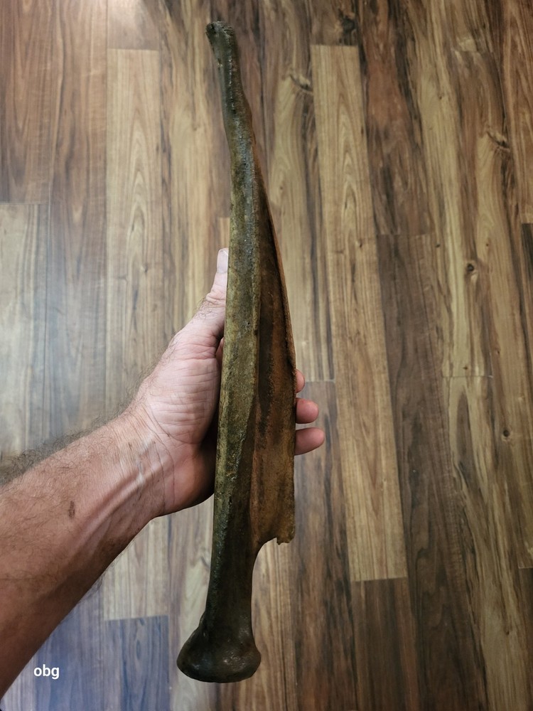 Historic Bison SHOULDER BLADE scapula