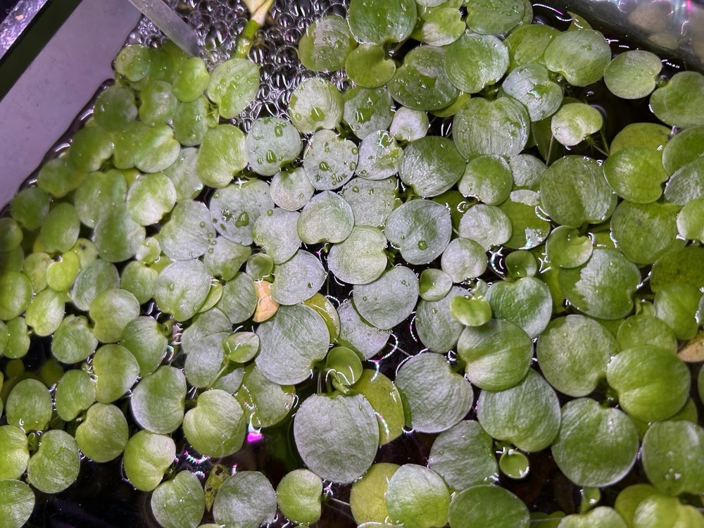 Frogbit - Live Floating Aquatic Plant - 12+ Ct