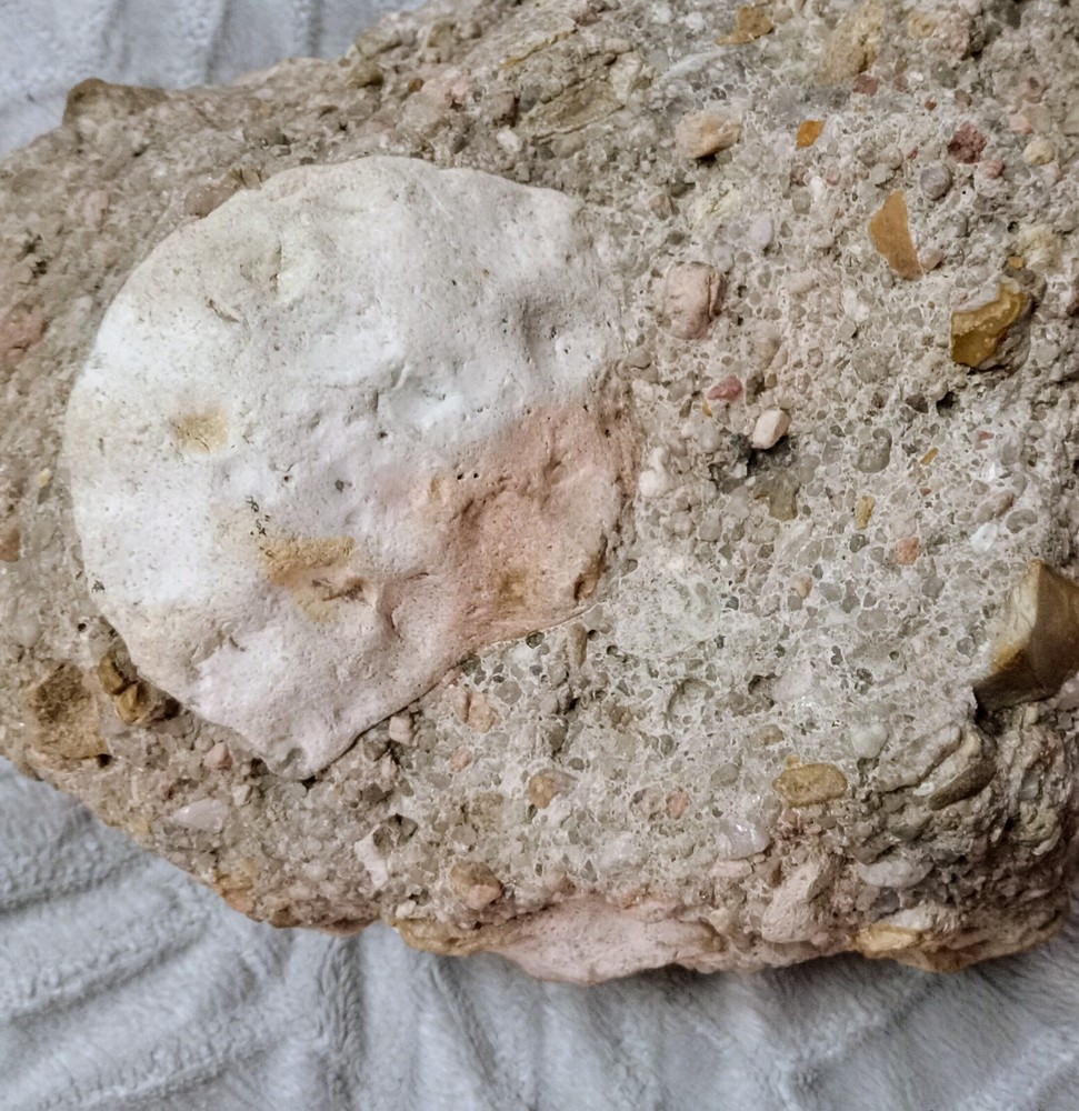 Clam? Fossil On Matrix