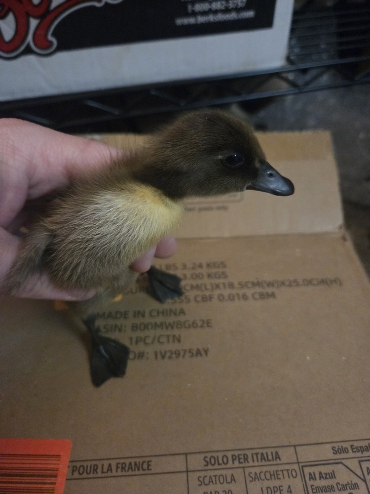 6+ Eggs Indian Runner & Campbell fertilized duck eggs