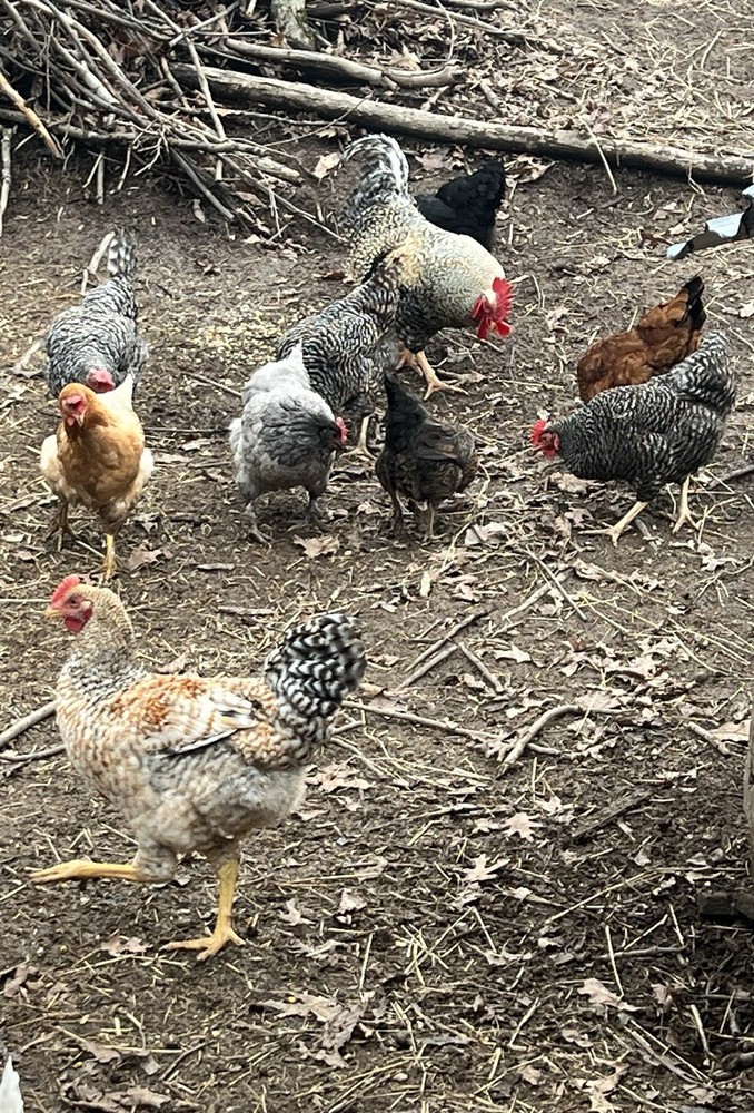 Pure Breeds Rare Highly Desired Chicken Hatching Eggs