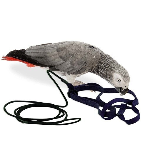 THE AVIATOR PARROT HARNESS & LEASH - MEDIUM - SILVER