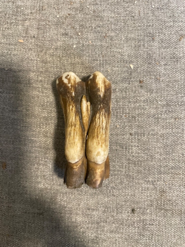 ice age horse tooth