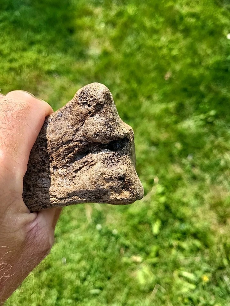 Bison metacarpal Historic bison foot bone