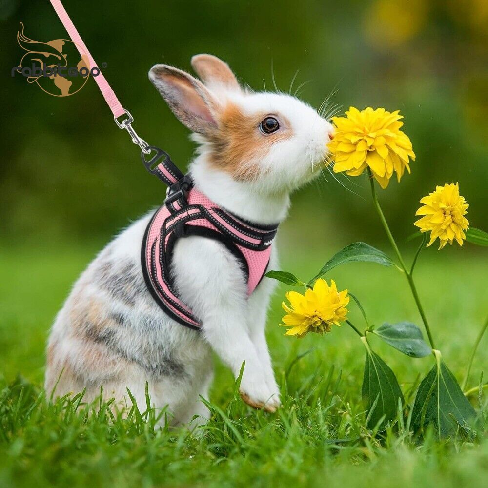 rabbitgoo Cat Harness & Leash Set Escape Proof Adjustable Kitten Vest Reflective