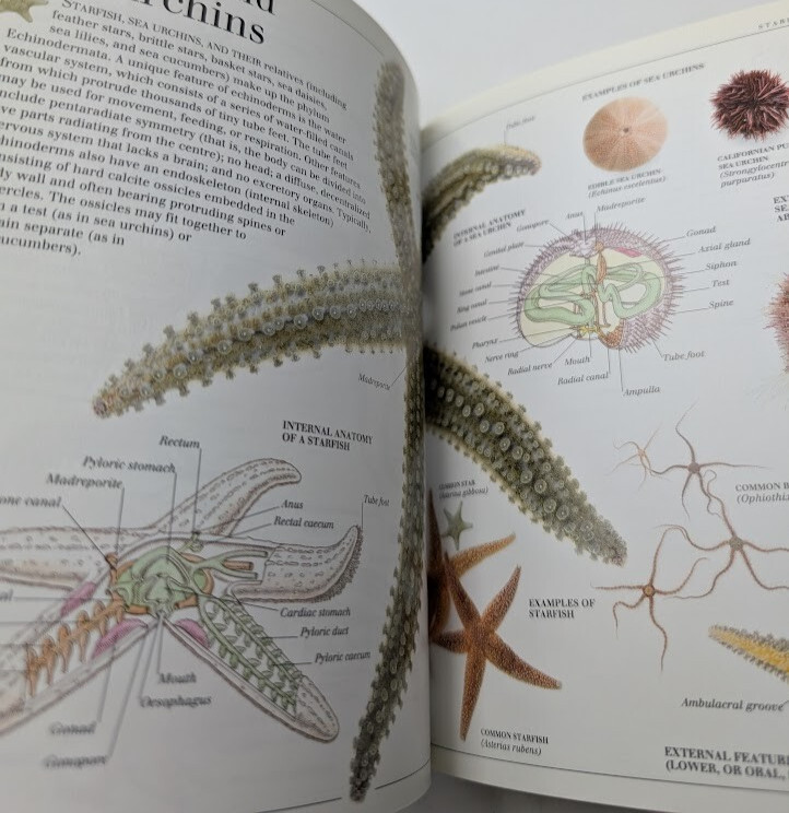 Pocket Visual Dictionary DK 2003 Art Encyclopedias Reference Illustrated Guide