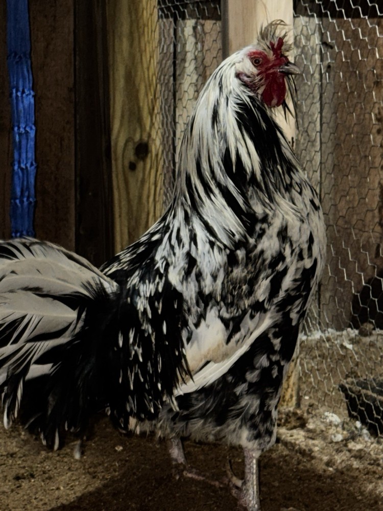 🥚 6+ Extremely Rare pure bred Mottled Houdan Hatching Eggs