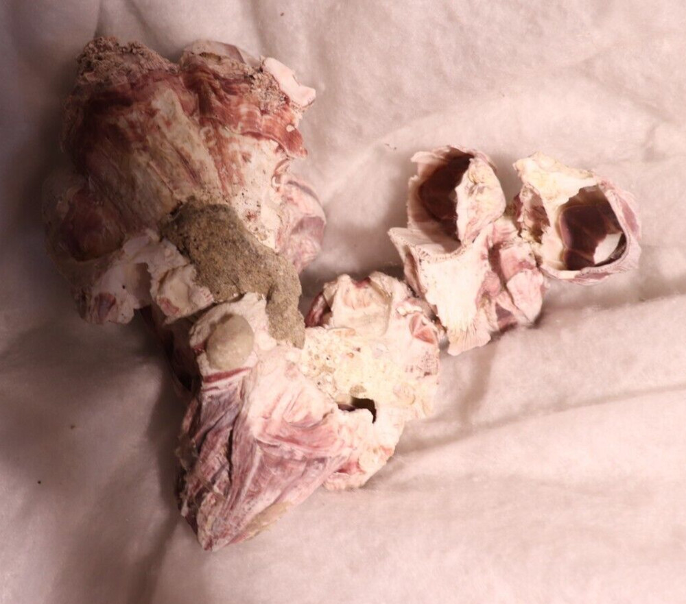 Barnacles Fossil Shell Purple Cluster