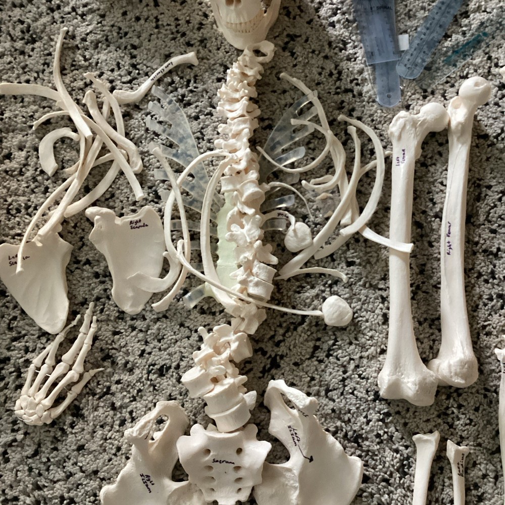 SKELETAL SYSTEM COMPLETE MODEL UNIVERSITY QUALITY REALISTIC
