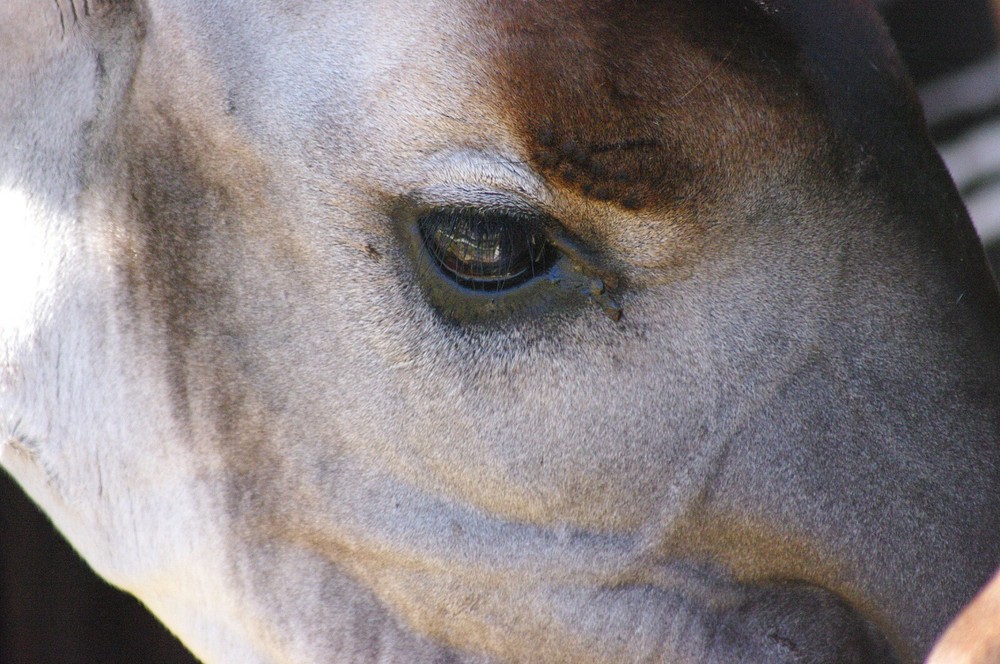 Okapi Taxidermy Reference Photo Cd