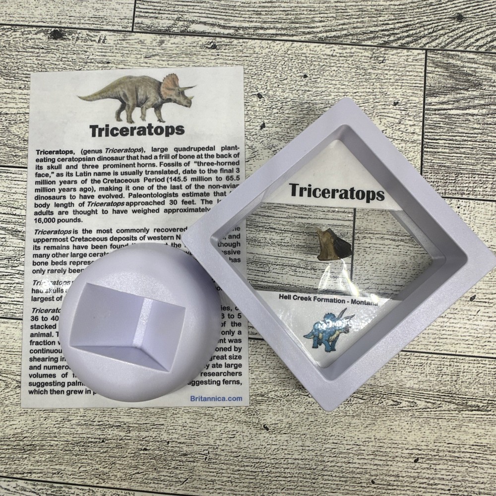 Triceratops Extinct Dinosaur Partial Tooth Fossil in Display Case