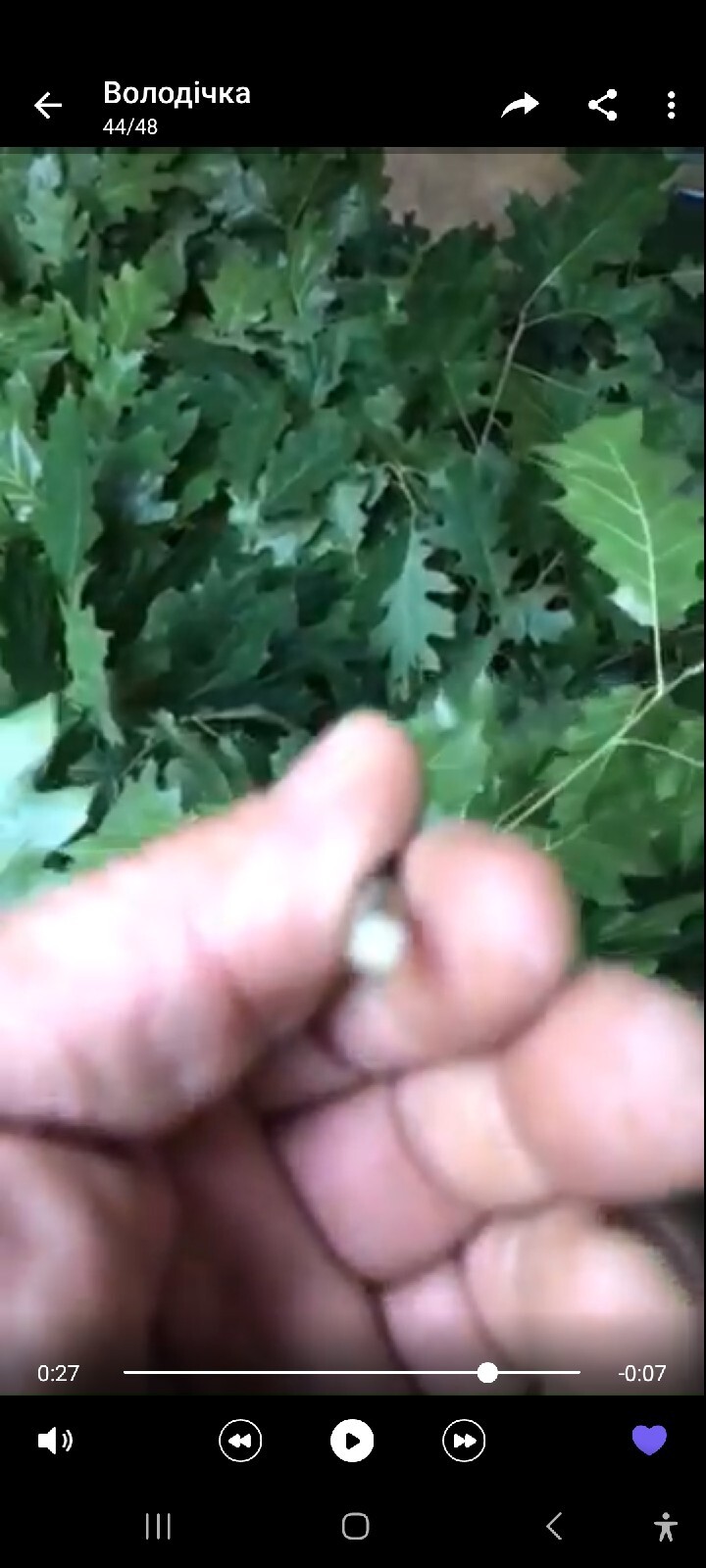 12st Oak canadian brooms+herbs sauna banya venik whisks Eiche 2025 Ukrainian fre