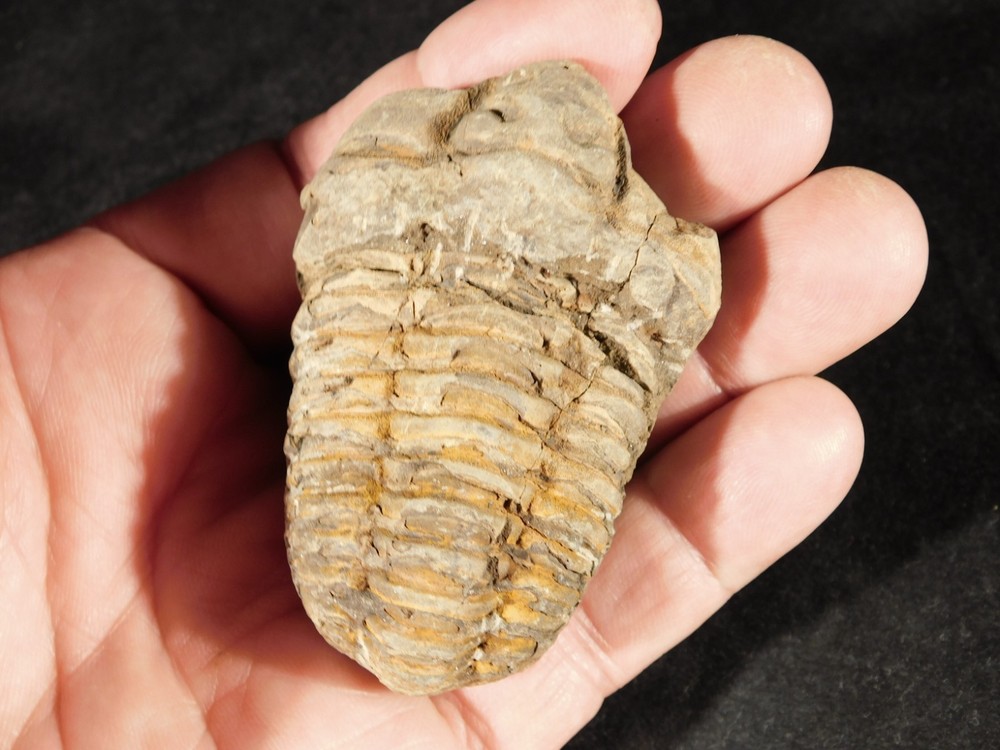 Big! 460 MILLION Year Old! Flexicalymene TRILOBITE Fossil Morocco 106gr