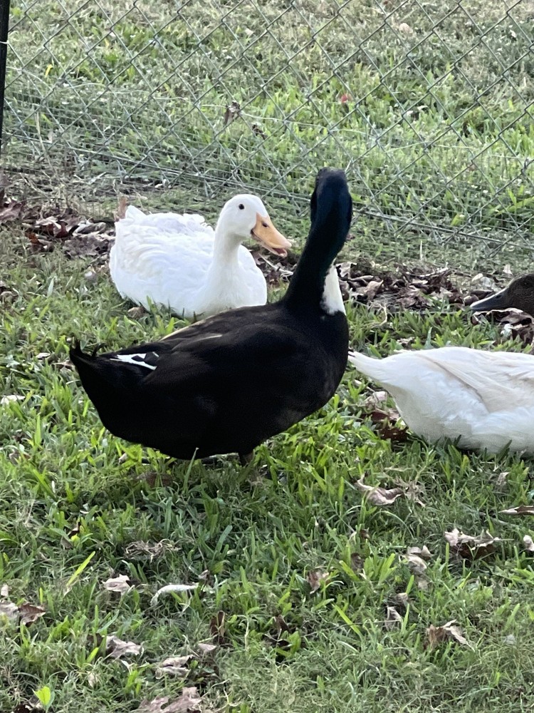 12 Fertilize Ducks Eggs