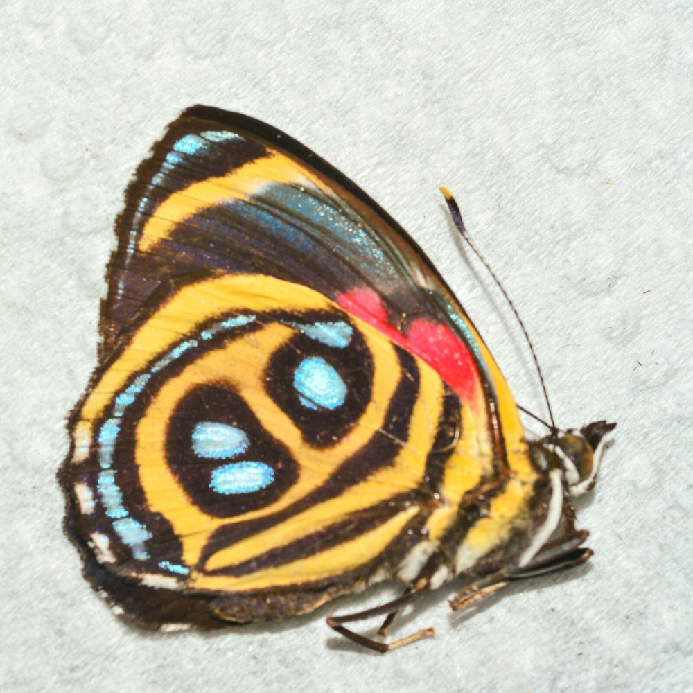 Callicore peristera - Peru - Unmounted - Ships from USA