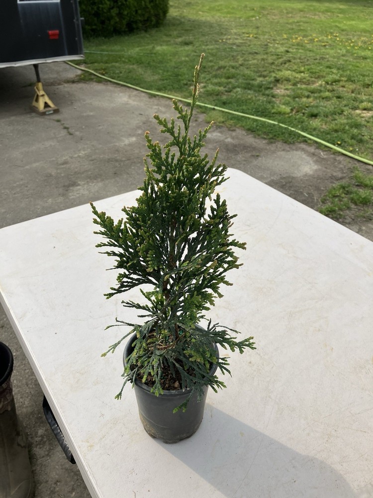 Thuja Green Giant Arborvite