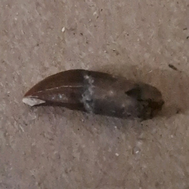 Fossil Dolphin Tooth Specimen