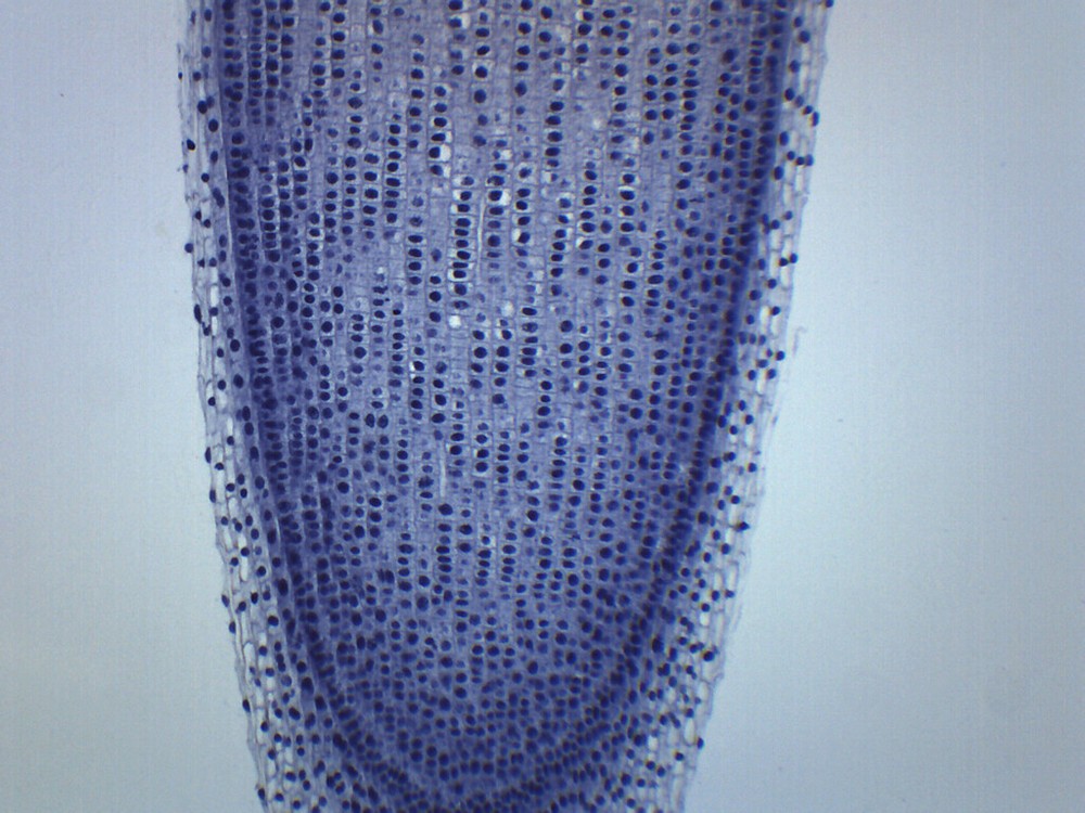 Allium Root Tip, Longitudinal Section - Prepared Microscope Slide - 75x25mm -